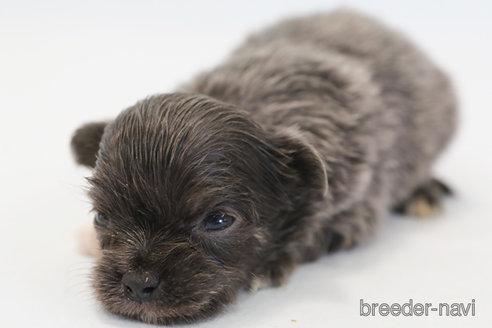 成約済の神奈川県のチワワ(ロングコート)-368095の2枚目